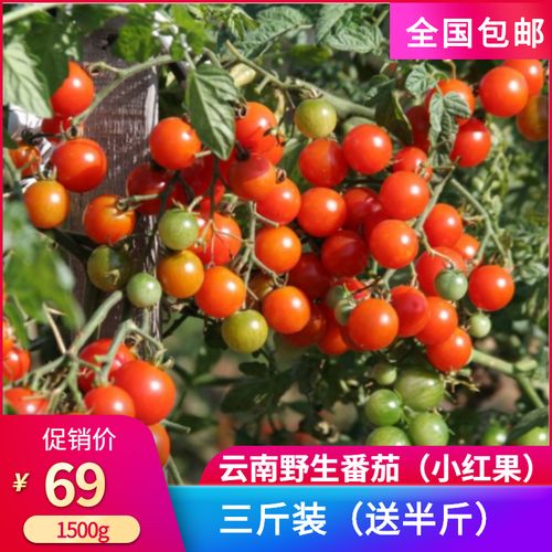 云南野番茄酸甜小西红柿天然酸汤火锅贵州小番茄新鲜小红果果包邮