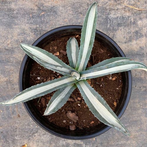 四季花语 华严白中斑龙舌兰 华严龙舌兰科经典植物