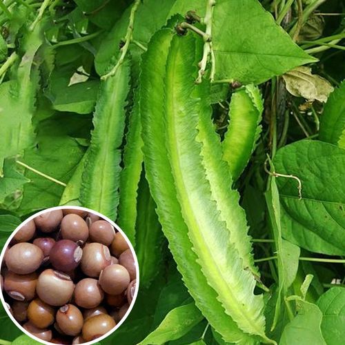 四棱豆种子籽 豆角四角皇帝豆种籽四季蔬菜菜籽孑龙豆 四楞豆种籽