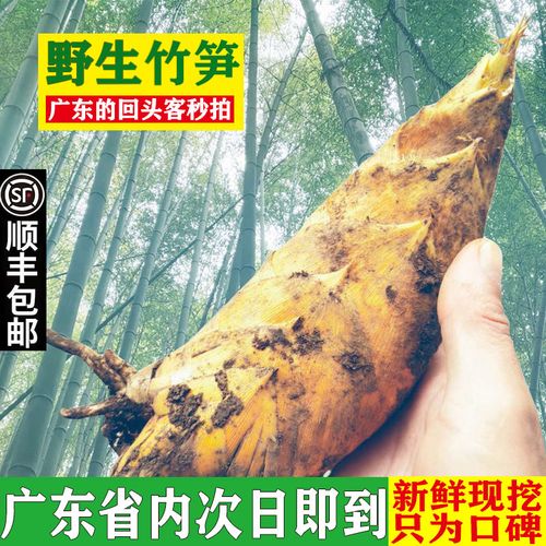 广东新鲜冬笋现挖10斤野生大毛竹笋5斤毛竹笋鲜嫩冬笋