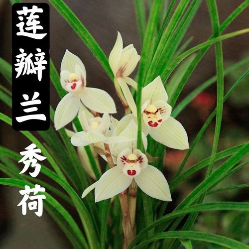 促销 兰花云南莲瓣兰秀荷 浓香型花卉绿植盆栽 自然种植 基地直发