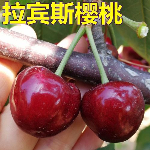 拉宾斯樱桃苗盆栽地栽南方北方种植大樱桃果树苗丰产当年结果