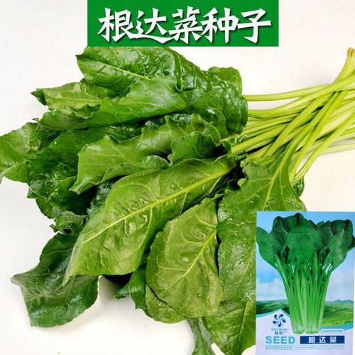 【根达菜种子】四季原厂包装批发牛皮菜莙荙菜君达菜甜菜蔬菜种子