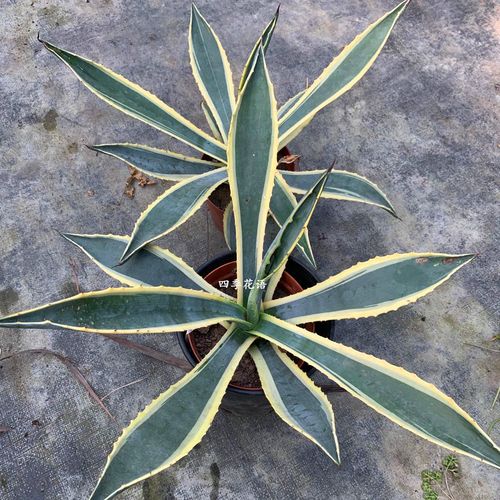 四季花语 金边龙舌兰 大龙舌兰 金边龙舌兰植物 大型