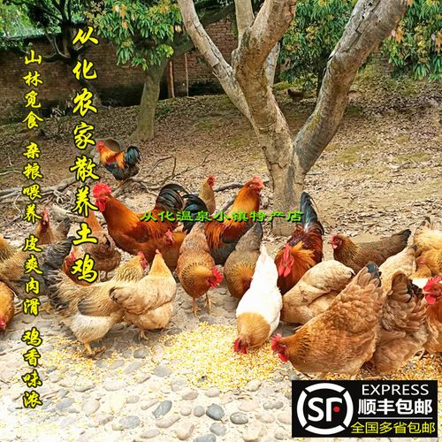 顺丰包邮从化走地鸡散养土鸡农家果园鸡母鸡广东清远鸡三黄鸡整只