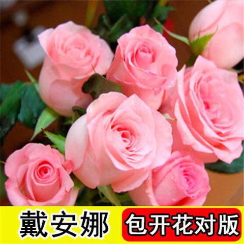 玫瑰花苗四季开花大花庭院室内外绿植盆栽花卉阳台观花植物 a11戴安娜