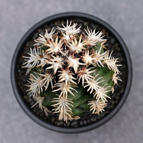 植物员外 短豪刺青花虾群生一物一拍 鹿角柱属仙人球多肉植物盆栽