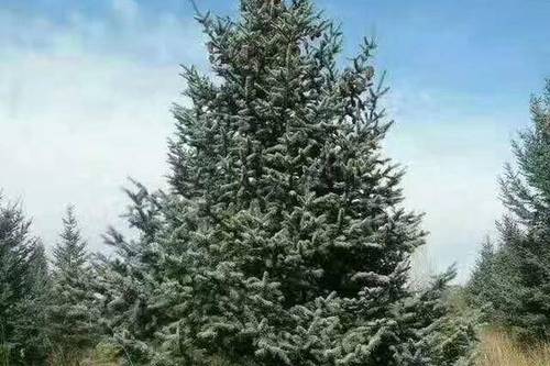 0/棵 青海云杉 云杉树 云杉苗 规格齐全