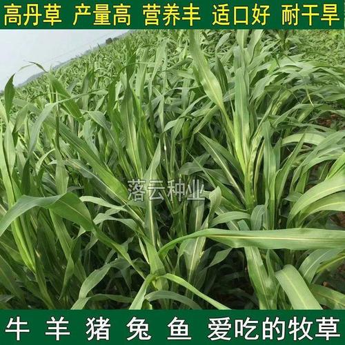 高丹草种子 优质高产阔叶杂交苏丹草种子猪牛羊兔鹅鱼渔草种籽