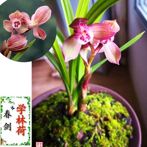 学林荷春剑名品浓香型好养易活室′内客客厅,办公室绿植盆栽花卉