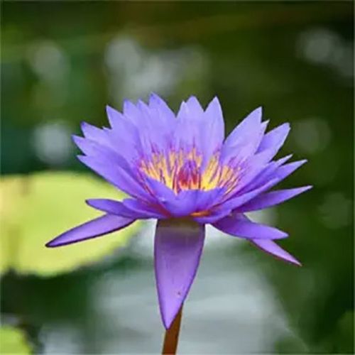 【精选】带花苞四季盆栽睡莲水培植物室内大睡莲根块鱼缸大型池塘莲花