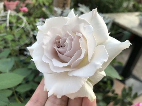 高档河本纯子超新品莎菲天使月季玫瑰花苗 灌木多季强香阳台 实用