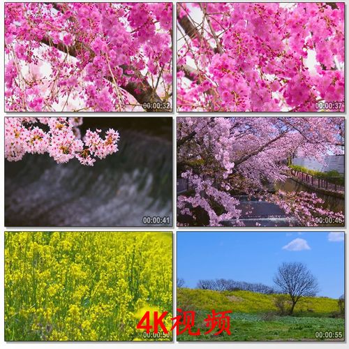 4k唯美桃花林樱花和油菜花春天春暖花开万物复苏高清实拍视频素材