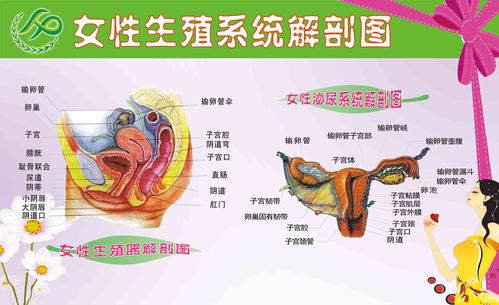 海报印制305素材人体器官展板80女性生殖系统解剖图 ps  非高清图