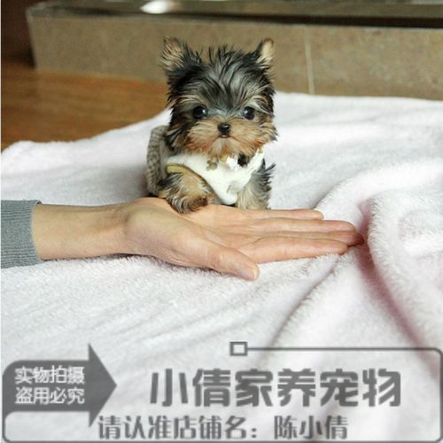 赛级金头银背约克夏幼犬活体宠物狗小体约克夏犬长大不过3斤n