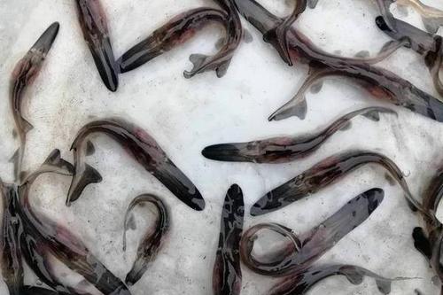 5/尾  现货供应大规格鸭嘴鲟鱼苗 货源充足 萌宠鸭嘴鱼苗