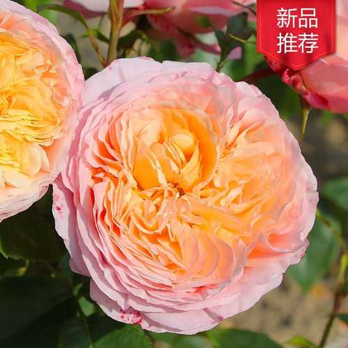 戴尔巴德 玫瑰香橙 月季 大花浓香 adr获奖品种  香味版朱丽叶