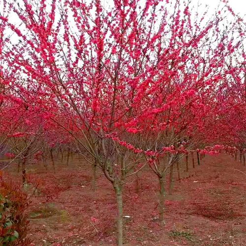 紫叶桃重瓣红叶碧桃紫叶碧桃嫁接碧桃树苗桃树苗庭院彩叶树苗 紫叶
