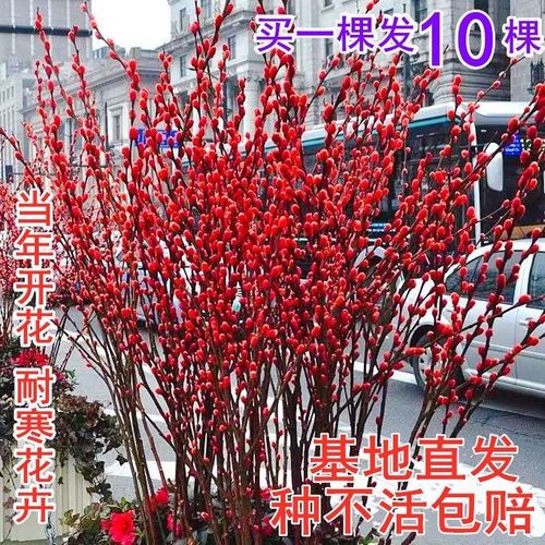 银柳树苗真花树苗带根发货地栽盆栽水培当年开花银柳树苗红柳树苗