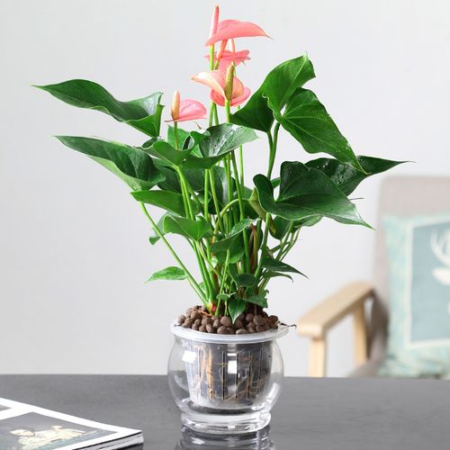 红掌水培植物盆栽室内一养风顺白掌花卉植物花掌玻璃w好水帆带粉