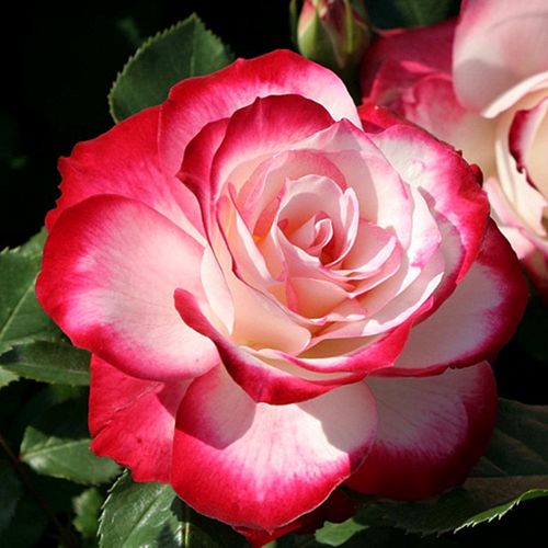 法国摩纳哥王子公爵月季花花期长好养易活盆栽变色扦插小花苗