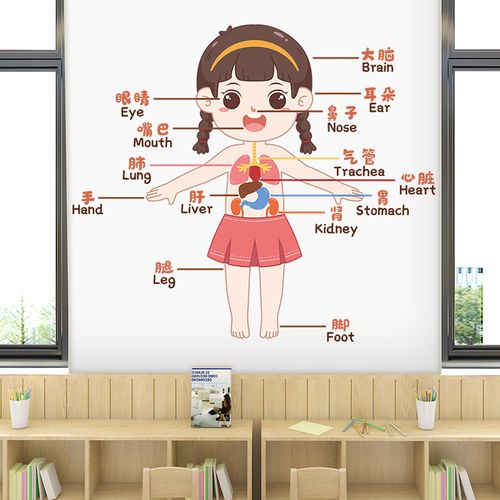 儿童早教学习身体部位卡通墙贴纸幼儿园小学班级教室