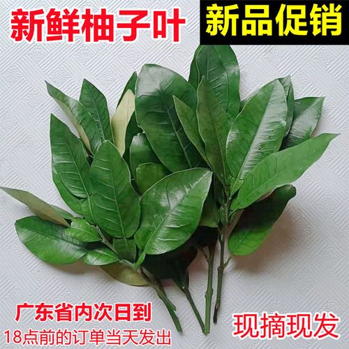 新鲜柚子叶 柚子叶去晦气 转运辟邪 柚子叶洗澡 黄皮叶广东现摘