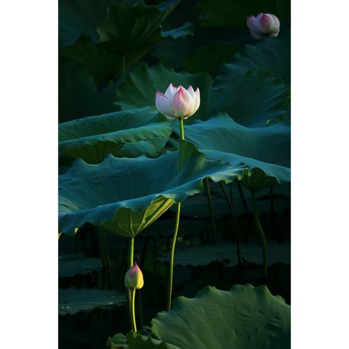 原创高清摄影作品/花卉,生态摄影/高分辨率图片素材-粉白荷花2