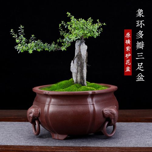 宜兴紫砂花盆象环三足大口径透气盆景园艺客厅多肉绿植兰花盆