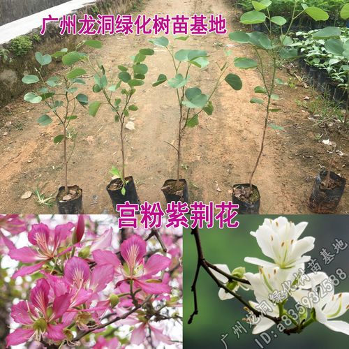 南方紫荆花观叶观花植物宫粉紫荆树庭院道路盆栽地栽