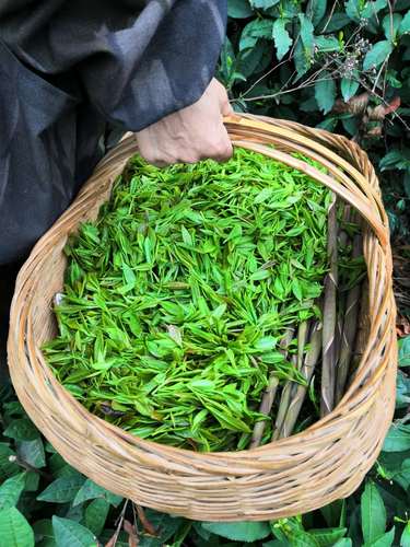 绿茶2022新茶叶炒青茶散装袋装浓香型炒青实物图湖北襄阳南漳200g
