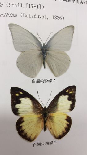 白翅尖粉蝶appias albina 48-60mm西双版纳