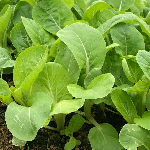 奶油小白菜种子四季播种高产盆栽地栽生菜蔬菜种子籽