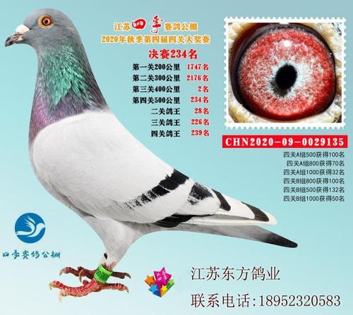 信鸽赛鸽种鸽成绩鸽幼鸽冠军鸽外国鸽宠物鸟观赏鸽活体包活一对对