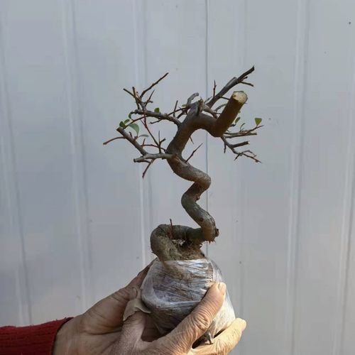 火棘童子功盆景 微盆景 掌上盆景 老桩盆景 观果盆景 办公室盆景 1