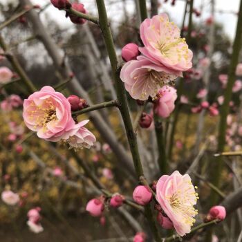 庭院地栽花苗红梅花盆栽树桩盆景红梅树当年开花植物 原生宫粉梅2年苗