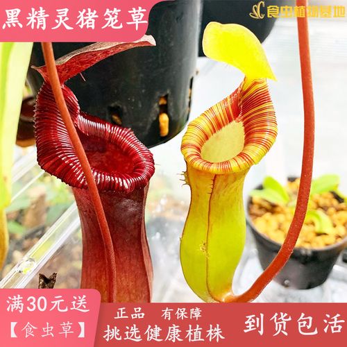 k黑精灵猪笼草栽劳氏交食葫芦猪笼草景i观包邮盆【红虫植物捕虫草