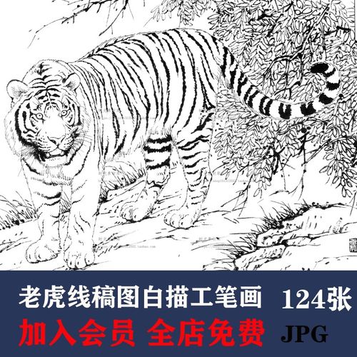 d056老虎线稿图白描工笔画高清手绘学习临摹动物素描