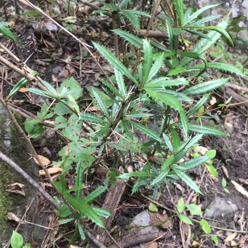 刺黄连野生新鲜中药材三颗针500g克散装三棵针