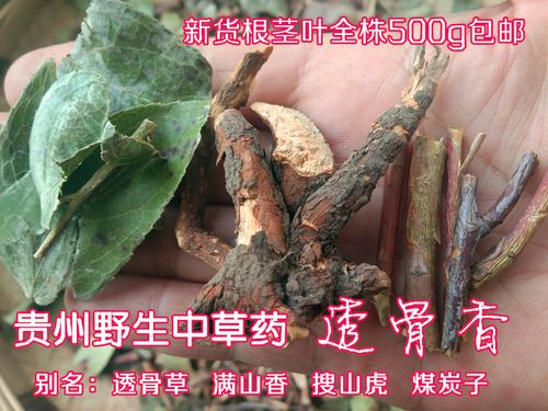 贵州中药材滇白珠全株透骨香 中草药满山香搜山虎九木香500g 包邮