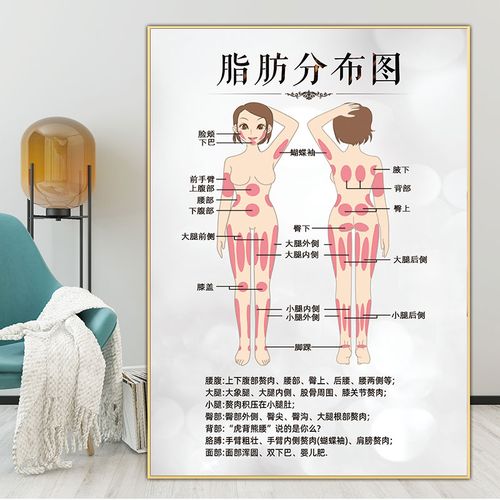 人体脂肪分布图身体解剖图医疗美容广告图祛皱宣传画微整海报挂画
