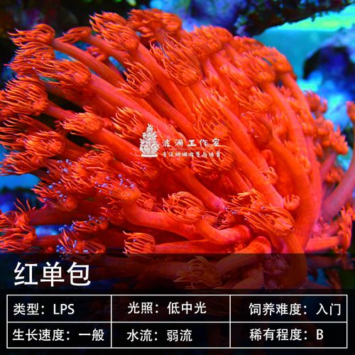 红单包绿宝石花日本单苞茉莉花彩单包珊瑚软体lps海水鱼缸活体