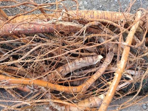 野生 新鲜现挖 药材 桑根 桑树根 桑葚树根500克包邮