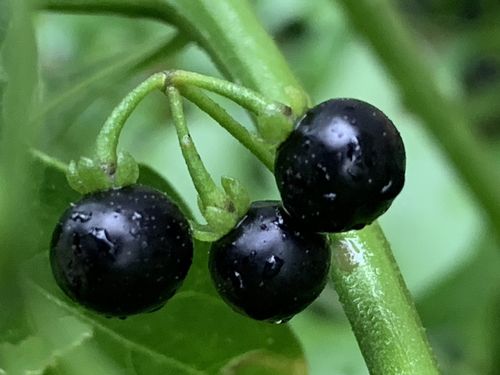 新鲜龙葵果 野生500克东北黑天天黑悠悠黑呦呦黑星星端端水果