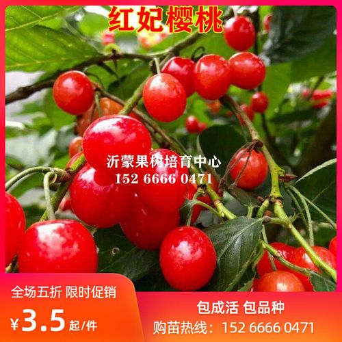 红妃樱桃树苗南方北方种植果树苗地栽盆栽当年结果车厘子大樱桃苗