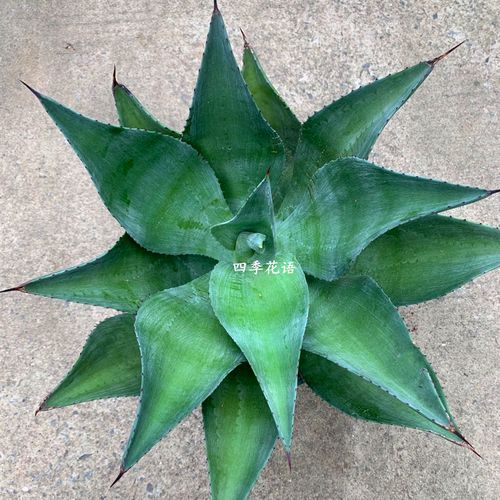 四季花语 翡翠盘龙舌兰植物  龙舌兰科多肉植物 中