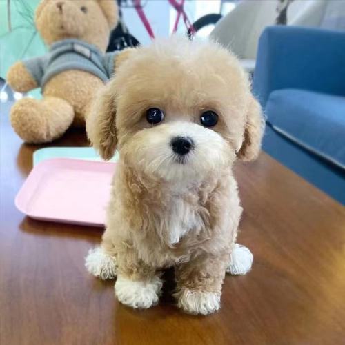 马尔泰狗 纯种幼犬活体宠物狗 上海养殖基地 可实地挑选