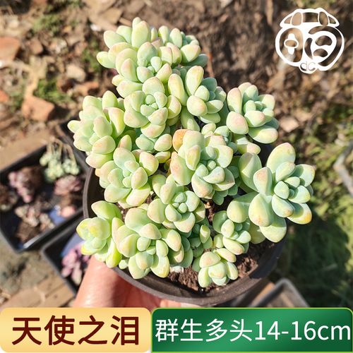 天使之泪老桩多头多肉植物 云南基地1棵包邮