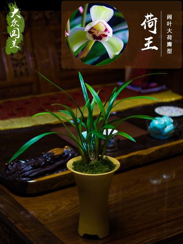 建兰荷王兰花盆栽植物名贵兰草花四季兰花苗浓香型带