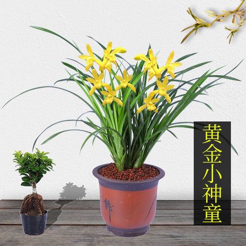 兰花 黄金小神童 浓香黄色花  兰花苗  建兰四季兰 实拍发货
